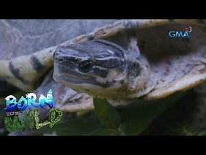 Examining Asian box turtles | Born to be Wild