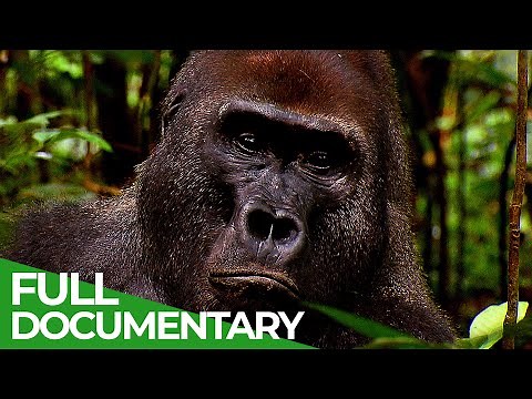 Go Ape - The Fascinating World of Primates | Free Documentary Nature