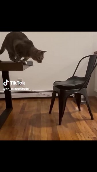 Cat Brain Rot: Celebrating 9K Followers on TikTok