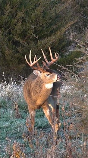 Back-To-Back Big Bucks With A Decoy!