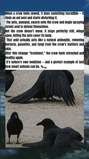 THE CROW AND THE ANTS 🪶🐜 (NATURE’S SMART MEDICINE)