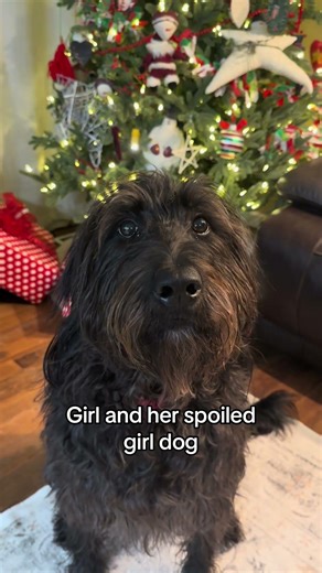 Literally us #doghumor #dogtok #funnydog #labradoodle #lazydog