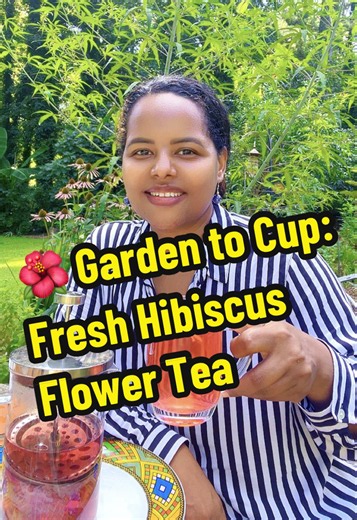 🌺 Let’s harvest fresh hibiscus flowers and make a delicious cup of hibiscus tea right from the garden. This is my garden therapy for today. 🌿 Grow what you enjoy. Learn to preserve recipes, traditions, and stories and pass them on to your children. ❤️ #habeshatherapist #hibiscustea #gardening #homestead #hibiscus