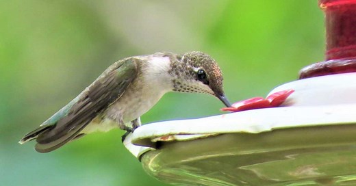 How to Make Hummingbird Food (Sugar Water Recipe)