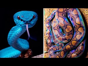 The Most BEAUTIFUL SNAKES In The World 🐍😍