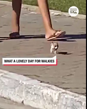 625K views · 4.3K reactions | I can't get over this tiny dog! 梁  | Lessons Learned In Life | Facebook