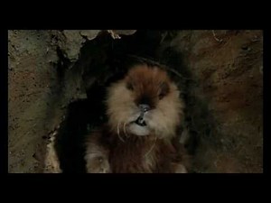 Funny Movie Scene in Caddyshack greasy grimey gopher guts