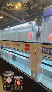 1.3K views | Discusfood is the official sponsor for Dicus Club (Singapore) 17th National Discus Competition. Thank you for support this prestigious Singapore Discus Competition! We appreciate the trust you've placed in us. Discusfood produces high quality fish food and specially formulated for discus. #EOA #discusfood #discusfish #discusfish #discusfishtank #discus | East Ocean Aquatic Trading Centre | Facebook