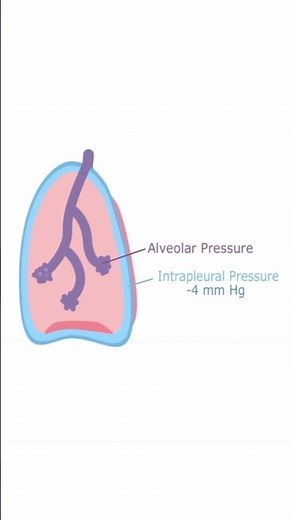 Intrapleural Pressure - Quick Explanation