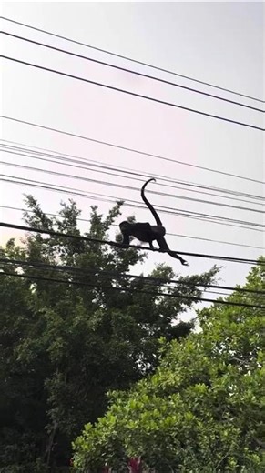 Witnessing Howler Monkeys, Costa Rica, Destination Services Costa Rica from Brendan R. 🇨🇷