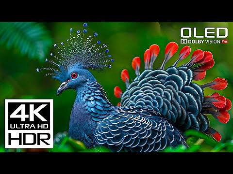 Most Beautiful HDR 4K 120 fps Video - Dolby Vision (8K / 4KTV)