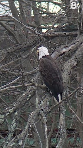 Here's what a bald eagle sounds like