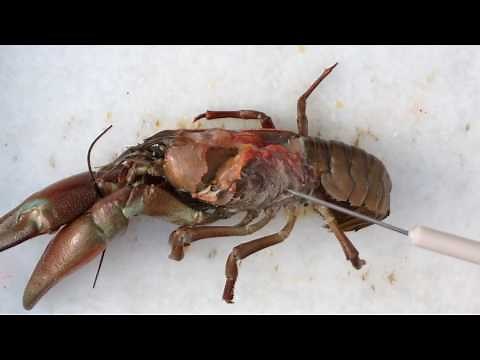 Crayfish Dissection