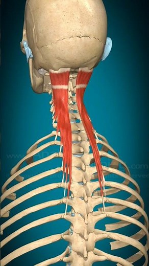 “Semispinalis Capitis Muscle in 3D | Vertebral Column Extension Explained”