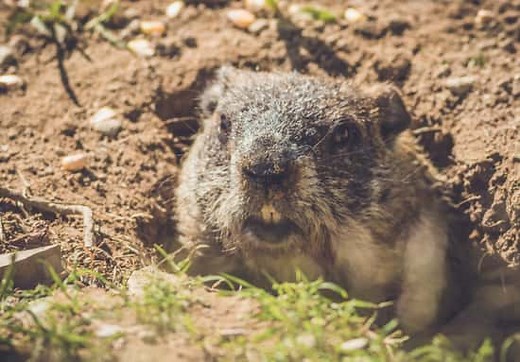 The Groundhog’s Digging Behavior (Burrows, Tunnels, and Holes)