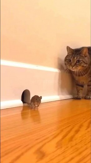 Fat cat farting in a mouse hole #shorts #mouse #cat