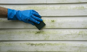 How to Remove Mold from Vinyl Siding? (Causes & Prevent Tips)