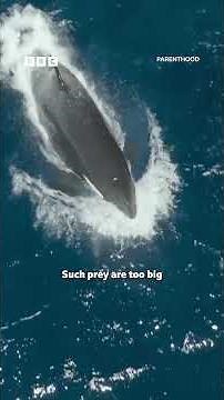 Using their new tactics, the orca hunt the largest mammal on Earth, the blue whale. 🐋