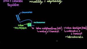DNA and chromatin regulation