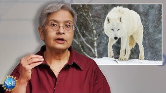 Dire Wolves & De-Extinction: Is It Possible?