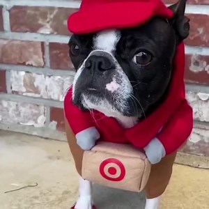 3.6K reactions · 365 shares | On the go? Order with Drive Up and we’ll place it right in your trunk. Always free and easy in the Target app. *puppy not included @olive.and.gus | Target | Facebook