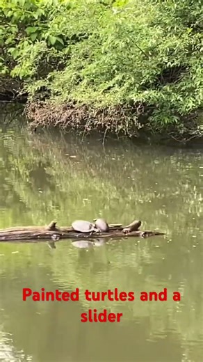 Painted turtles and a slider in a pond @dayhikingandherpingdudes