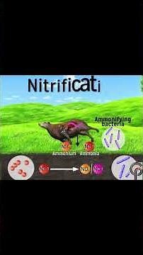 💡 How the Nitrogen Cycle Works | Easy Biology Animation 🌍