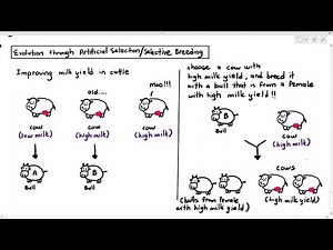 17-10 Issues with Selective Breeding/Artificial Selection (Cambridge AS A Level Biology, 9700)