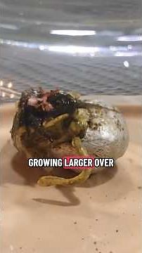 Alien Egg or Viral Hoax? Panama’s “Living Meteorite” Explained