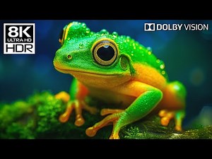 STUNNING TRUE 8K HDR – OLED Dolby Vision™ (Ultra HD Demo)