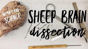 Sheep Brain Dissection Video   Lab Sheet