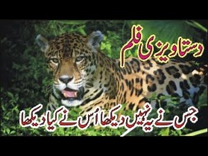 Animal Planet Documentary | Animal Planet Amazon Jungle 2023 | Wild Wonders of Nature