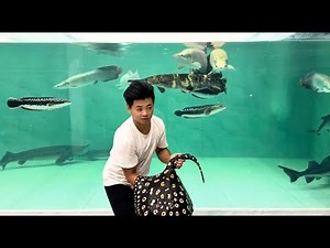 Incredible of Aquarium Setup: Betta Fish, Goldfish, Tropical and Koi Fish Care Tips #23