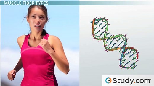 Skeletal Muscle Fiber | Definition, Types & Characteristics