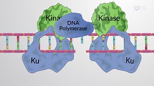 Video: Fixing Double-strand Breaks