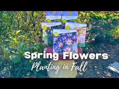 Fall planting for spring color: allium, tulip, muscari, & crocus bulbs