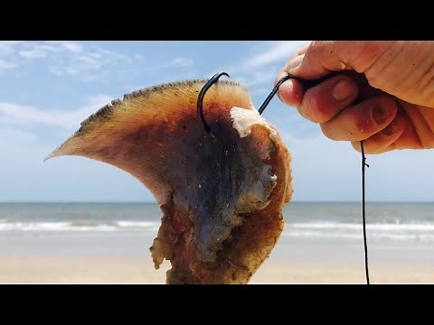 Tips and Tactics for Getting into Shark Fishing from the Beach