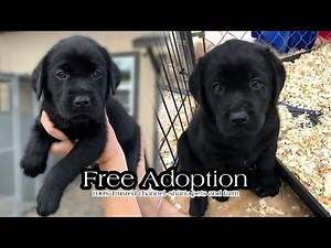 free labrador puppies || free adoption || 100% trusted content || spf