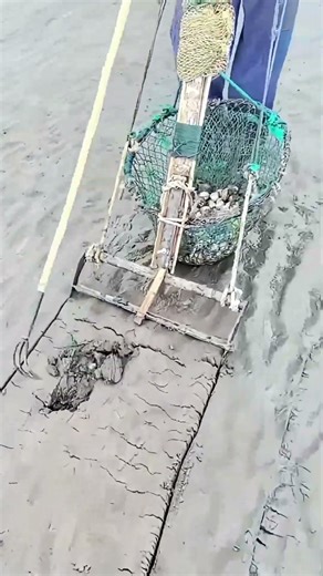 New Mudflat Clam Digging Skill: Tool Boosts Efficiency