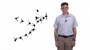 How Flies Fly • iBiology