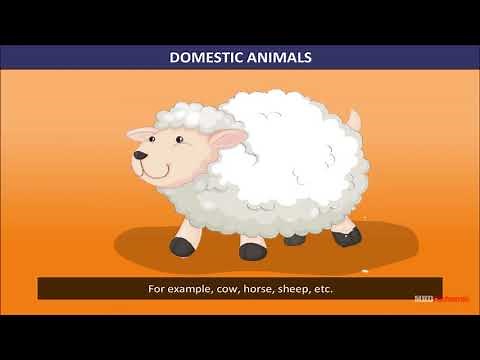 EVS | Class 3 | Our Friends – Animals | Animals