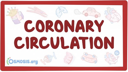 Coronary circulation: Video, Causes, & Meaning | Osmosis