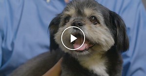 How Dogs Recognize Their Scents — And Selves