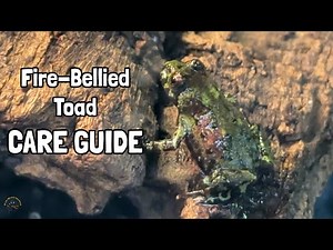 How to Take Care of a Fire-Bellied Toad! - A TDI Care Guide