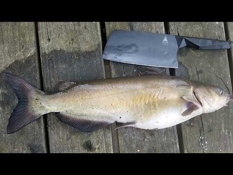 Catfish Catch Clean & Cook - Bank Fishing Tips and How to Catch Catfish from Shore