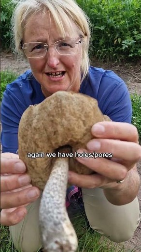 Brown Birch Bolete: How to Identify and Forage Safely | Charnwood Foraging