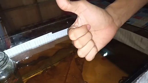 Koi Betta - The Ultimate Guide (and the 6 types)