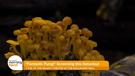 Fantastic Fungi Remastered Screening to Happen at Galaxy Theater