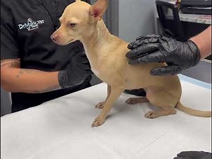 Subcutaneous (SQ) Injection