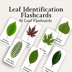 Leaf Identification Cards, 65 Leaf Flashcards, Plant ID, English & Latin Names, Printable Digital Download - Etsy